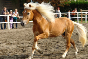 cavallo aveglinese