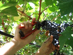 viticoltura-fieragricola